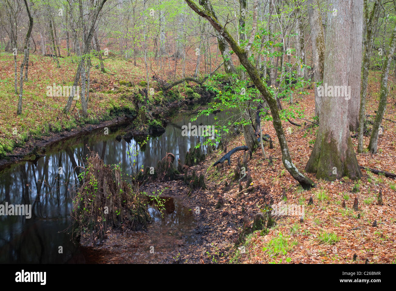 Island Creek, Croatan National Forest, North Carolina Banque D'Images