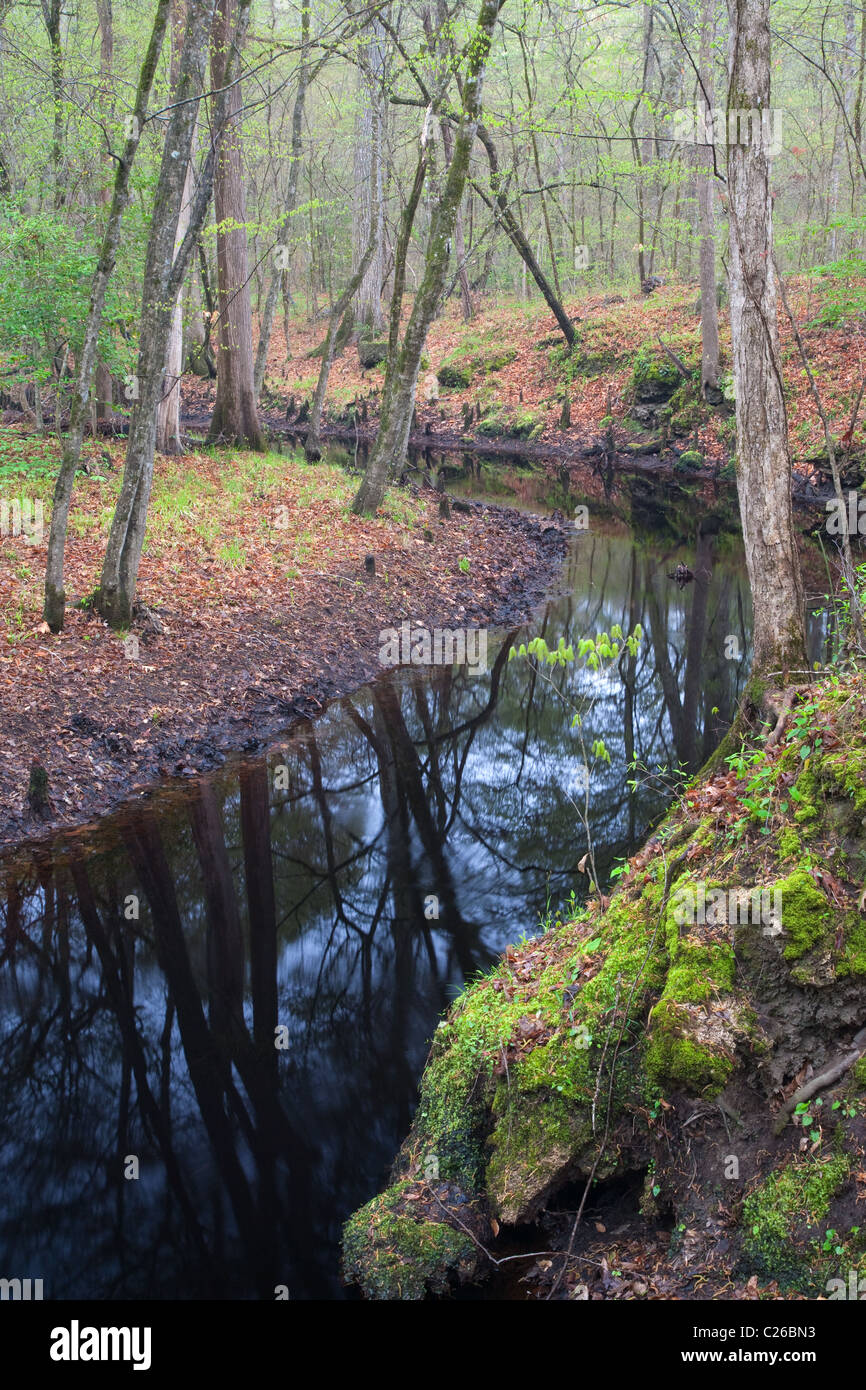 Island Creek, Croatan National Forest, North Carolina Banque D'Images