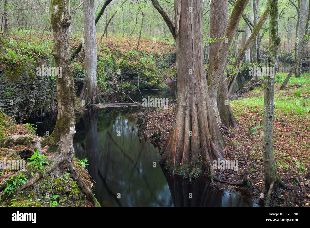 Island Creek, Croatan National Forest, North Carolina Banque D'Images