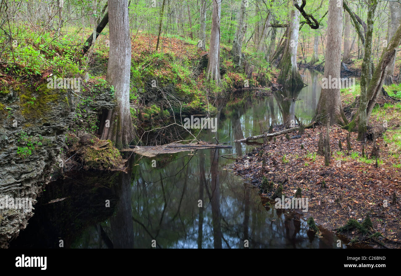 Island Creek, Croatan National Forest, North Carolina Banque D'Images