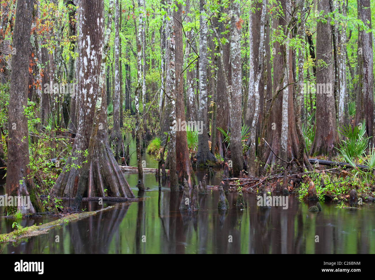 Et le ruisseau baldcypress, Francis Marion National Forest, Caroline du Sud Banque D'Images