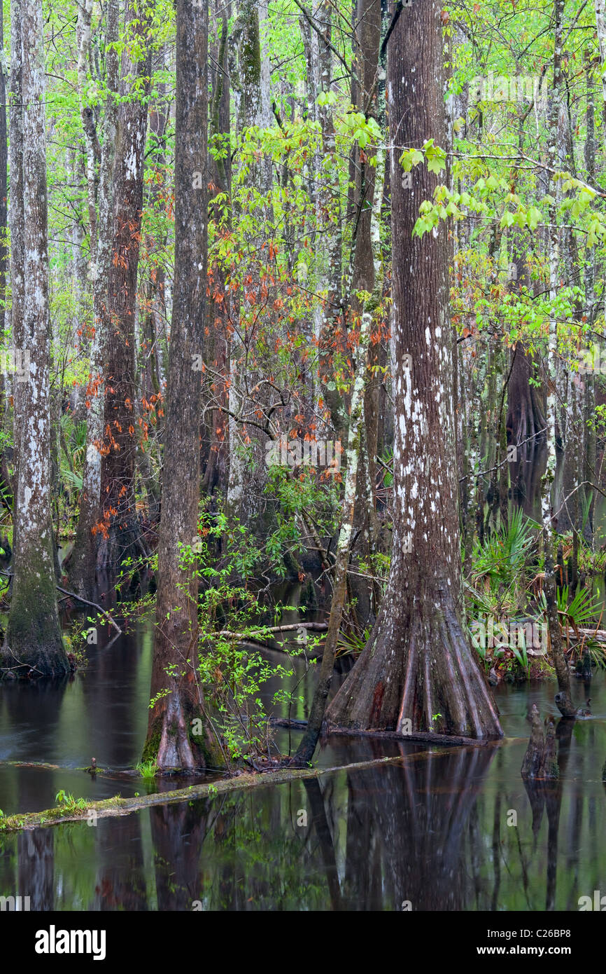Et le ruisseau baldcypress, Francis Marion National Forest, Caroline du Sud Banque D'Images