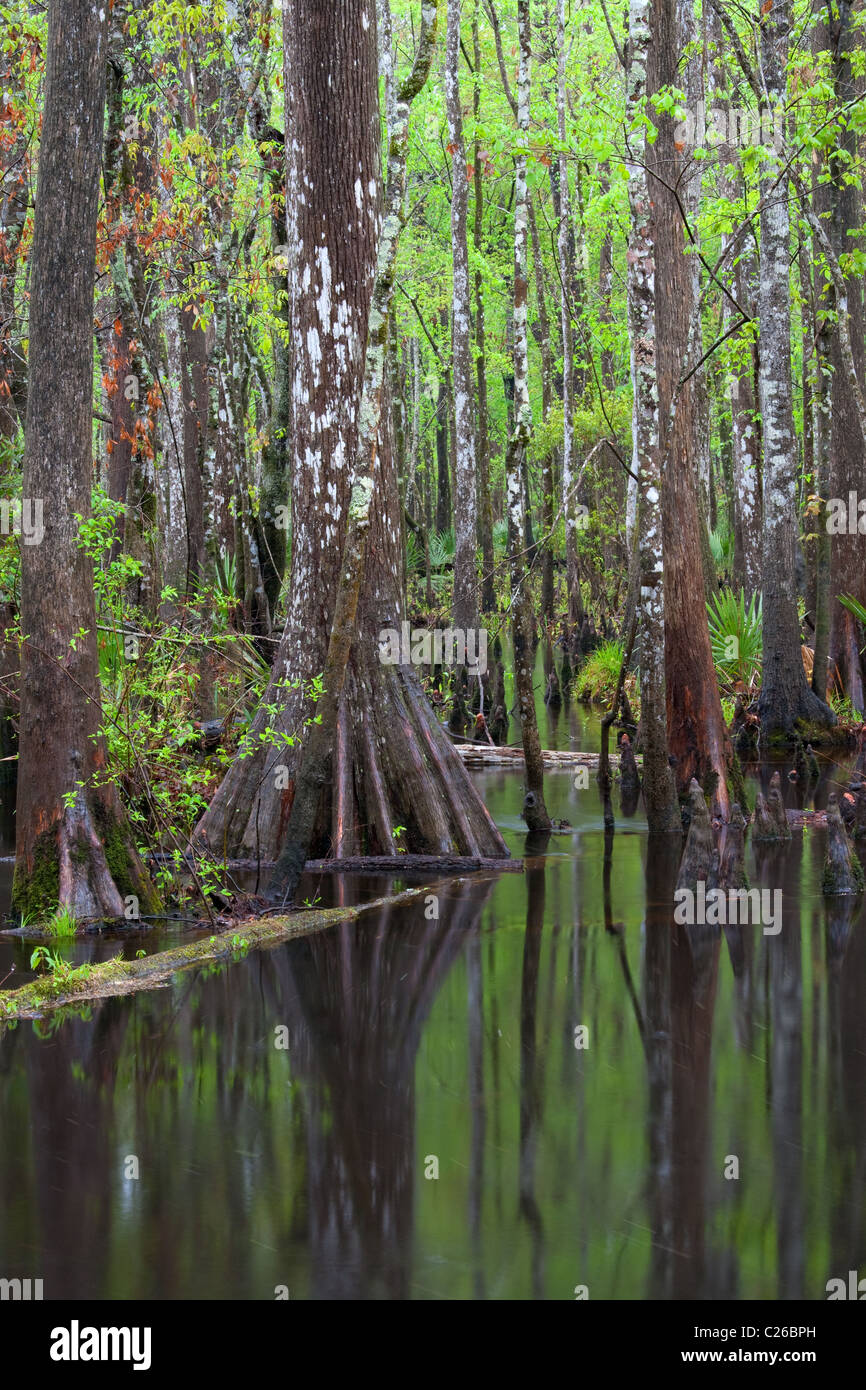 Et le ruisseau baldcypress, Francis Marion National Forest, Caroline du Sud Banque D'Images