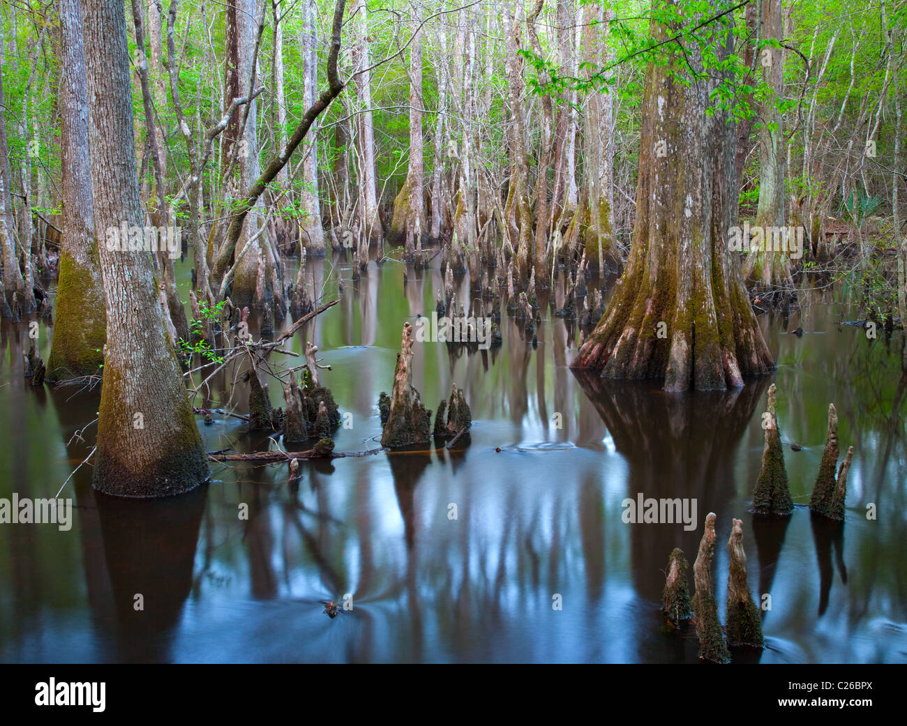 Wadboo Swamp Swamp Fox le long de la National Recreation Trail (partie de la piste de Palmetto), Francis Marion National Forest, SC Banque D'Images