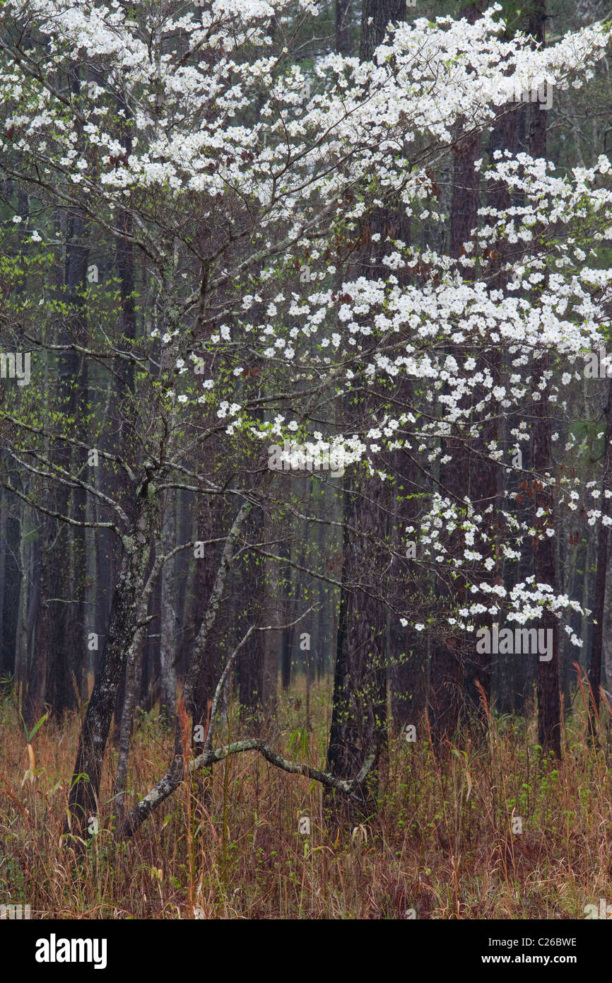 Cornouiller à fleurs (Cornus florida), Francis Marion National Forest, Caroline du Sud Banque D'Images