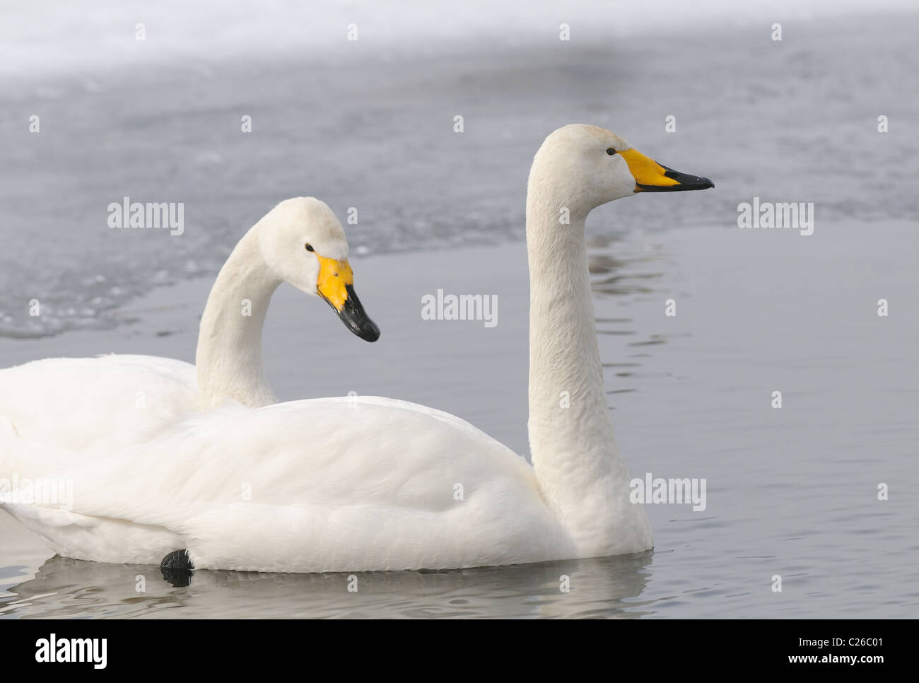 Les Cygnes chanteurs, mature et juvéniles (Cygnus cygnus) sur la glace et dans l'eau du lac volcanique, Mashu, Akan, Hokkaido, Japon Banque D'Images