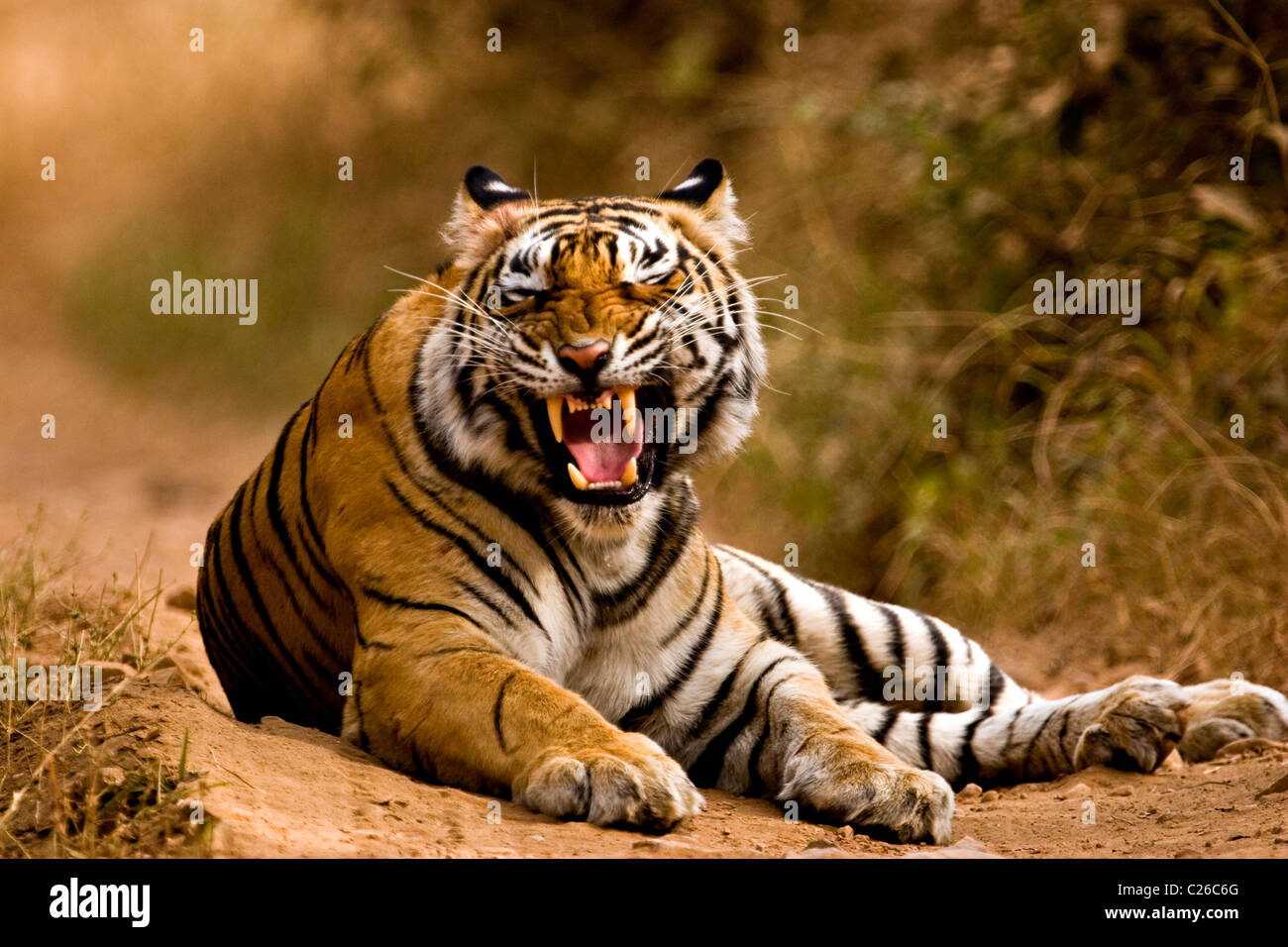 Snarling Tiger sur les pistes forestières de la réserve de tigres de Ranthambore Banque D'Images
