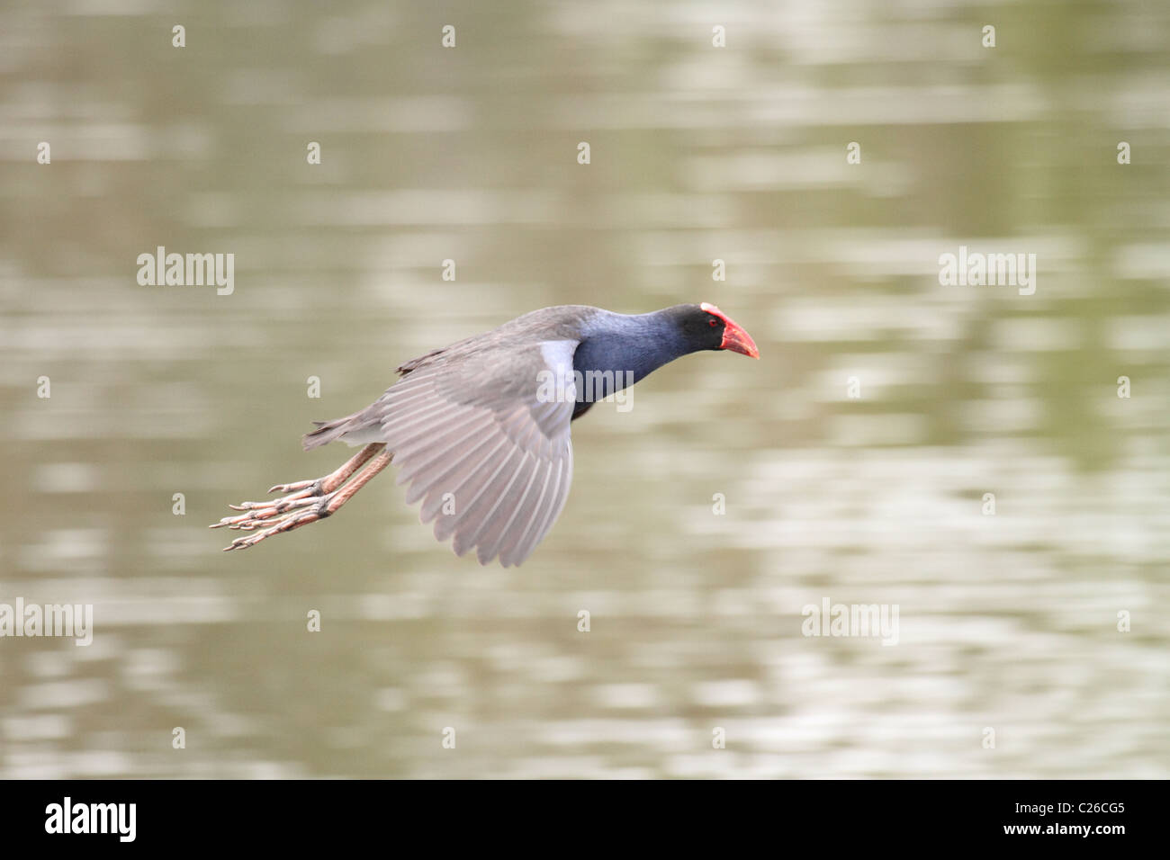 Talève sultane en vol Banque D'Images