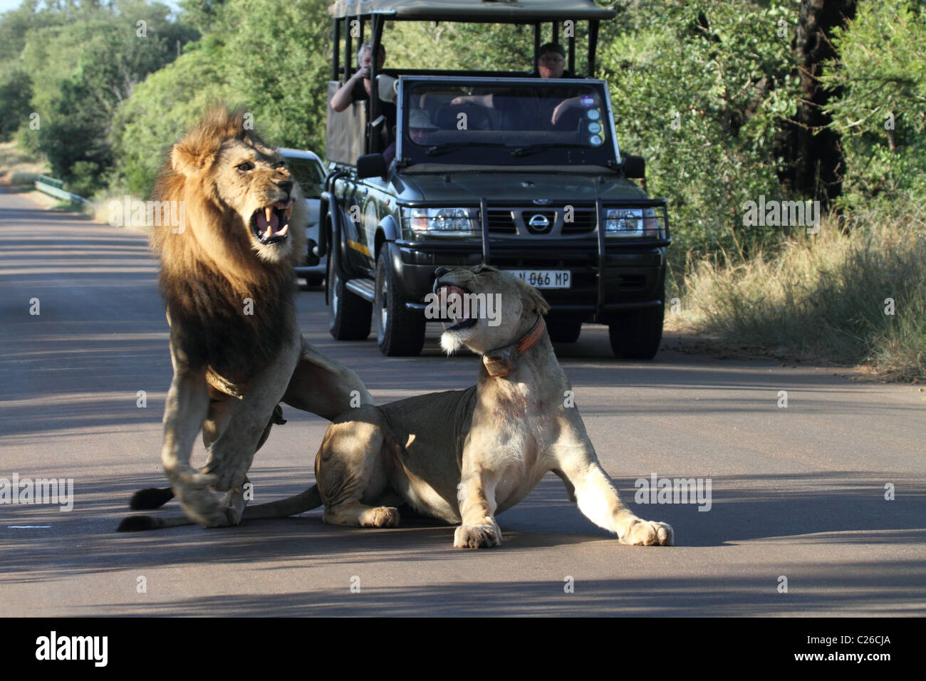 Lion, l'accouplement mâle et femelle en face de véhicule safari, rugissant Banque D'Images