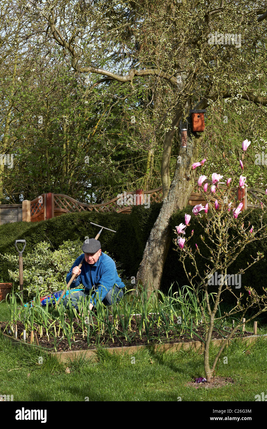 60 -65 ans masculins jardinier potager surélevée printemps Banque D'Images