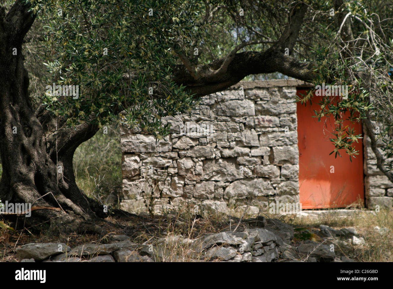 Un vieux bâtiment délabré parmi les oliviers de Paxos Grèce.copy space.format paysage Banque D'Images