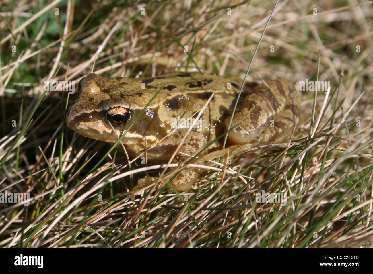 Grenouille Rousse Rana temporaria dans l'herbe sur l'Île Hilbre, Wirral, UK Banque D'Images