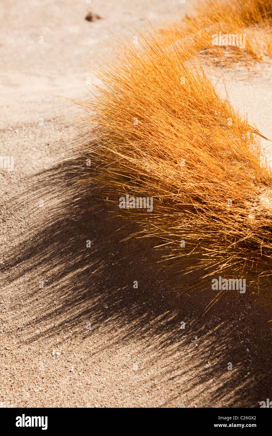 L'herbe dans le sable, déserts du sud-ouest de la Bolivie, de l'Amérique du Sud. Banque D'Images