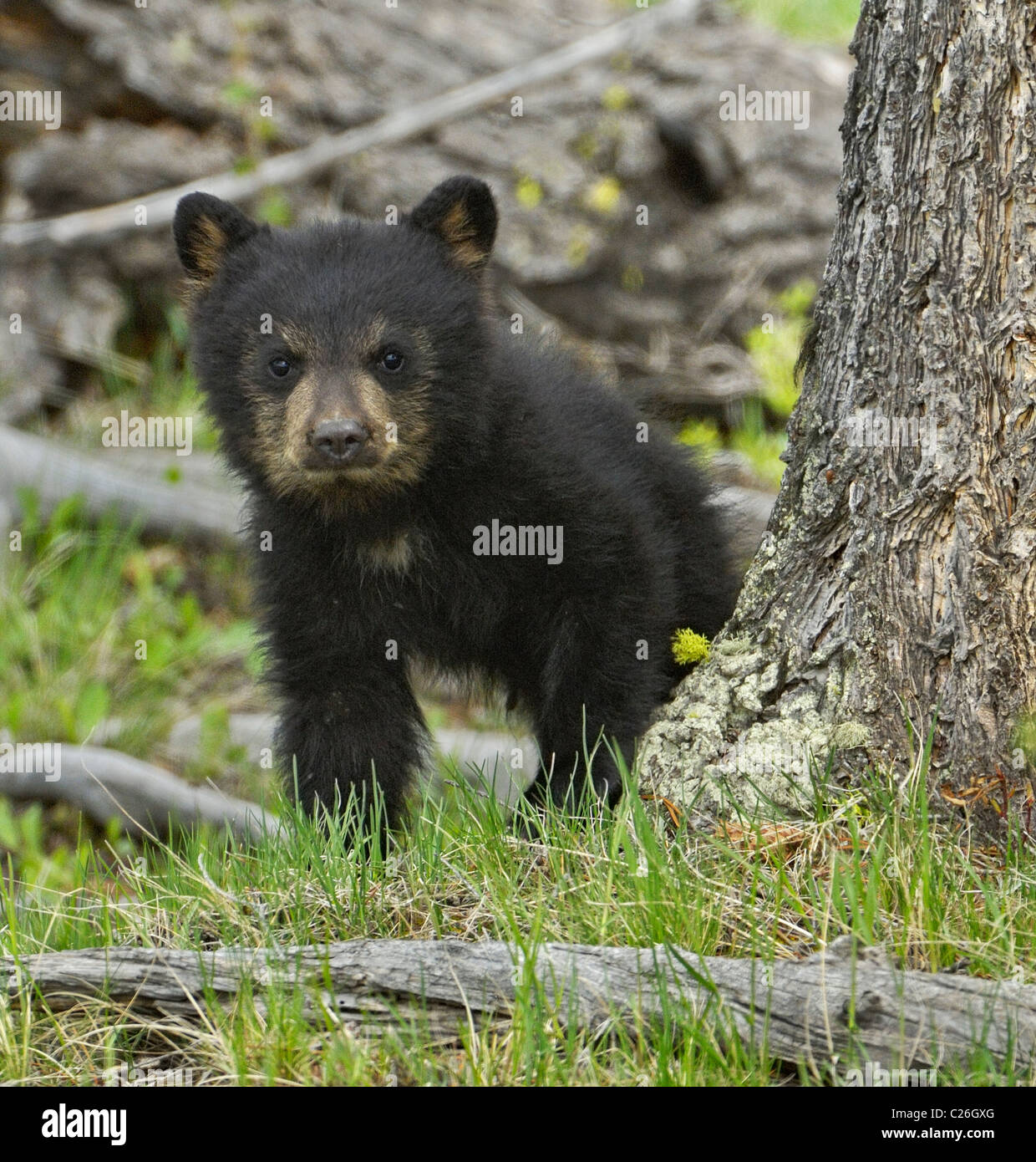 Baby black bear posing Banque D'Images