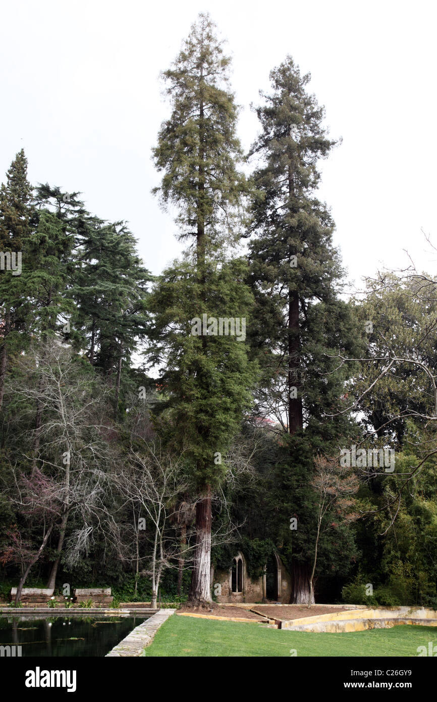 Sequoia arbres plantés par le duc de Wellington, le Quinta das Lasgrimas, Coimbra, Portugal Banque D'Images