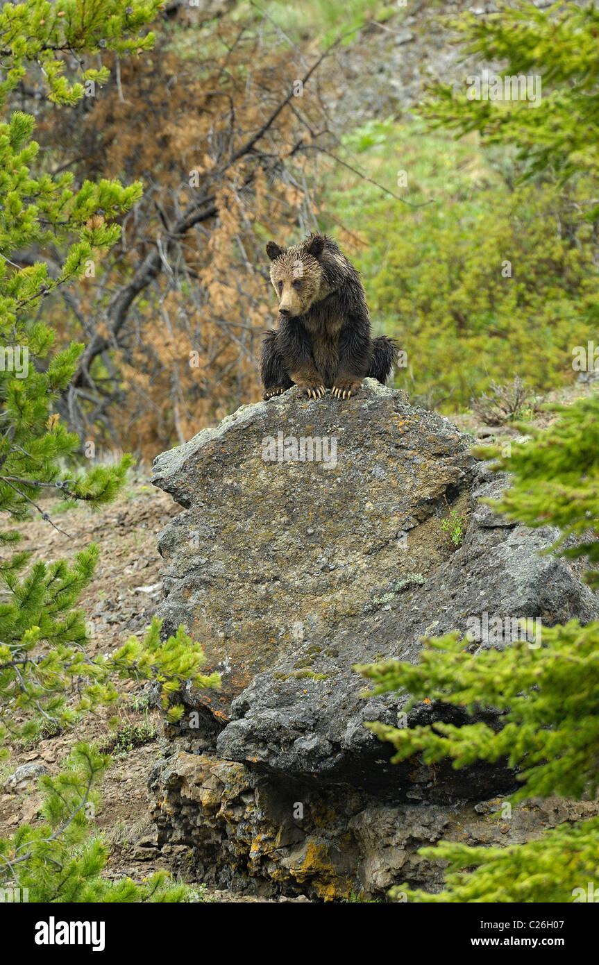Sur le gros rocher de l'ours grizzli. Banque D'Images