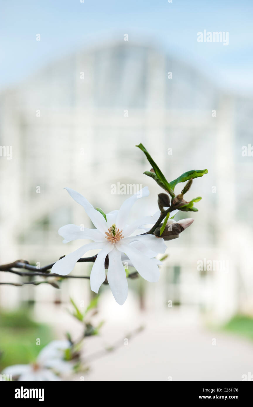 Magnolia x loebneri 'leonard messel' en face de RHS Wisley Gardens sous serre. Surrey, Angleterre Banque D'Images