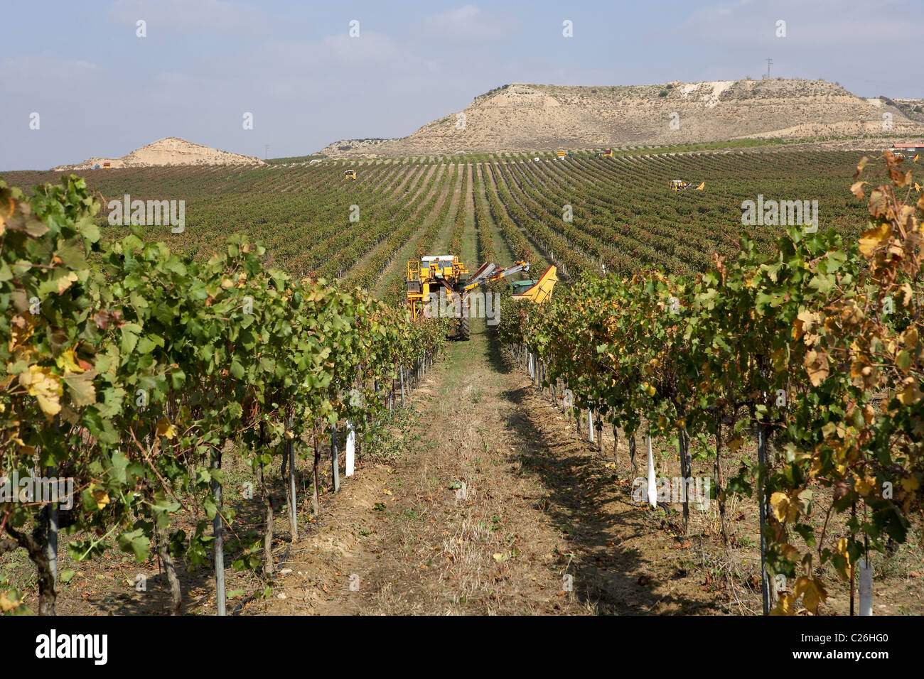 Moissonneuse-batteuse, sur une vigne en LLeida Raimat Banque D'Images