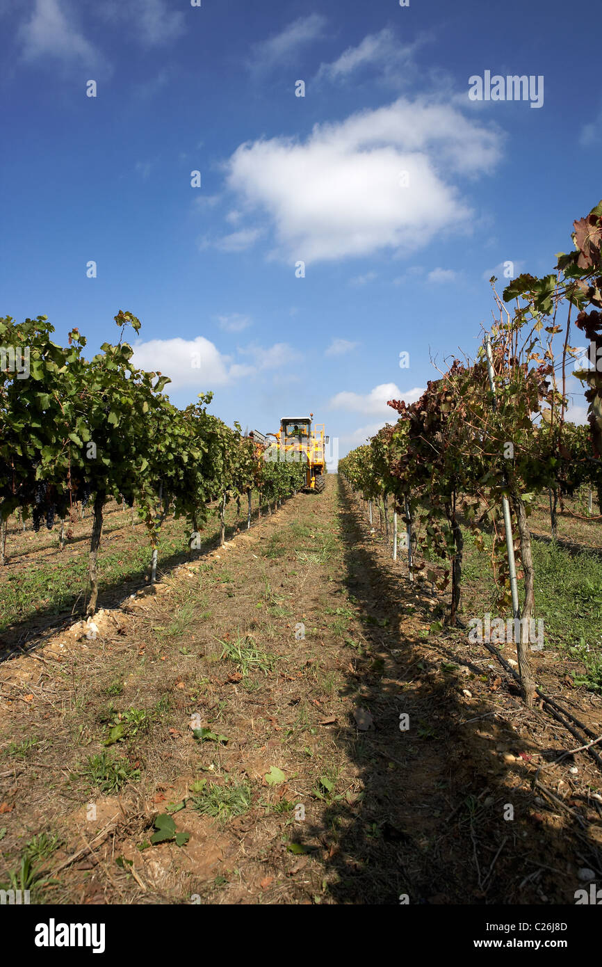 Moissonneuse-batteuse, sur une vigne en LLeida Raimat Banque D'Images