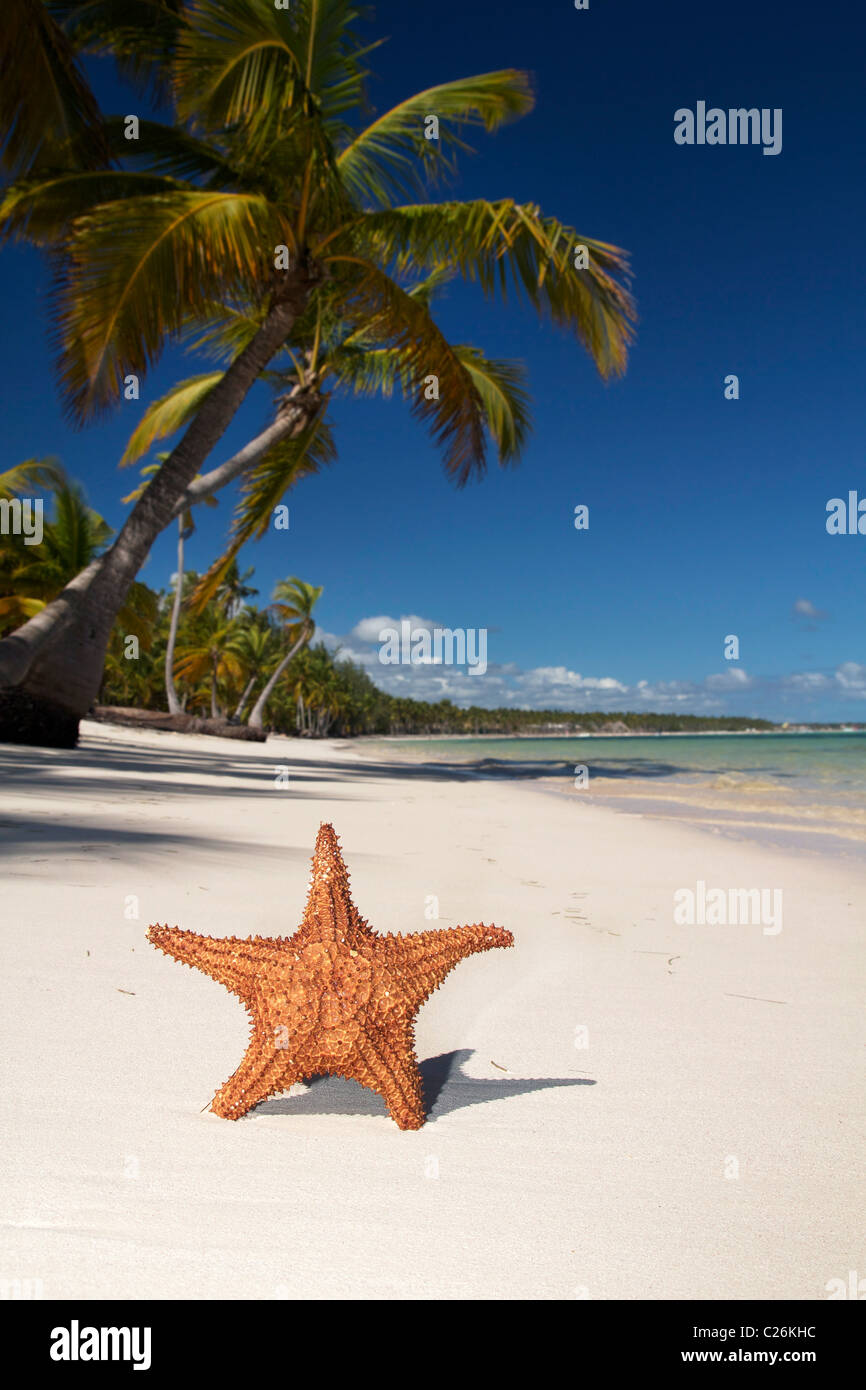 Sur l'étoile de mer des caraïbes avec des paumes, la République Dominicaine Banque D'Images