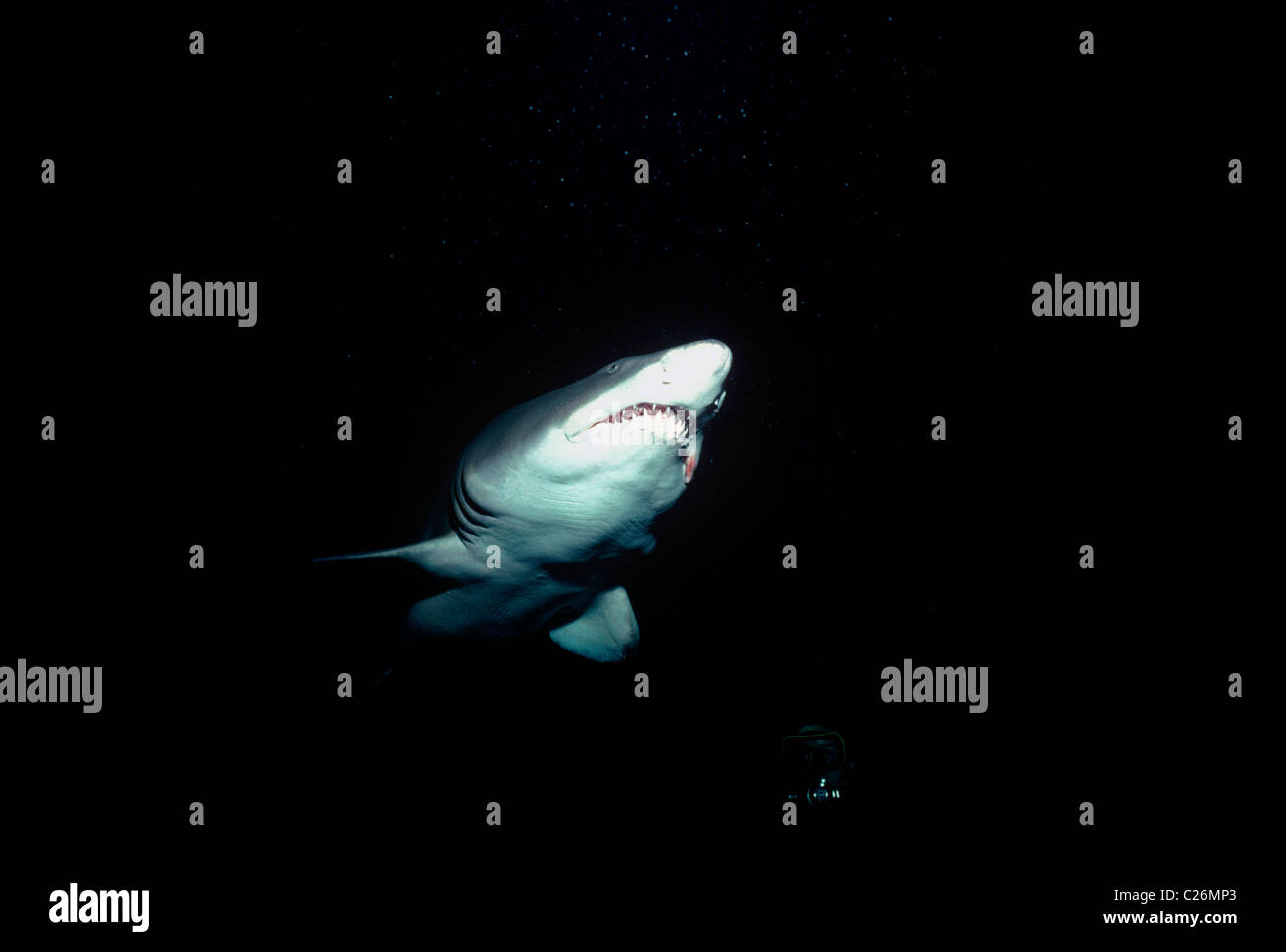 Sand Tiger Shark de nuit (Eugomphodus taurus). Îles Galápagos, l'océan Pacifique. Banque D'Images