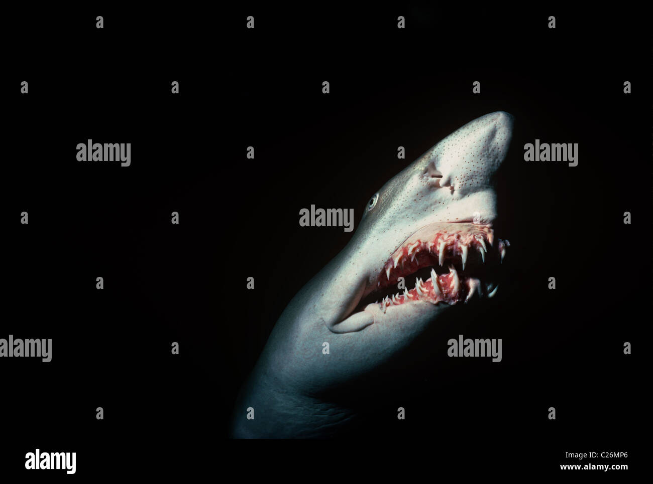 Sand Tiger Shark de nuit (Eugomphodus taurus). Caroline du Nord, États-Unis d'Amérique, de l'océan Atlantique. Banque D'Images