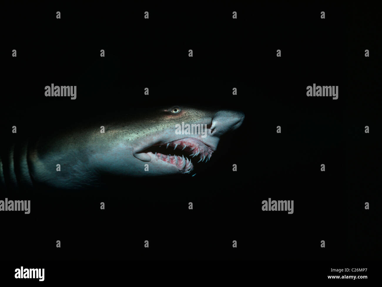 Sand Tiger Shark de nuit (Eugomphodus taurus). Caroline du Nord, États-Unis d'Amérique, de l'océan Atlantique. Banque D'Images