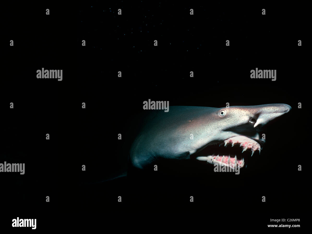 Sand Tiger Shark de nuit (Eugomphodus taurus). Îles Galápagos, l'océan Pacifique. Banque D'Images