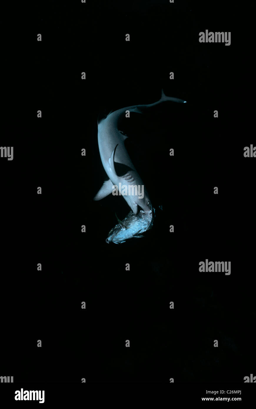 Whitetip Reef Shark (Triaenodon obesus) se nourrit de Poisson Chirurgien. L'île Cocos, le Costa Rica, l'Océan Pacifique Banque D'Images