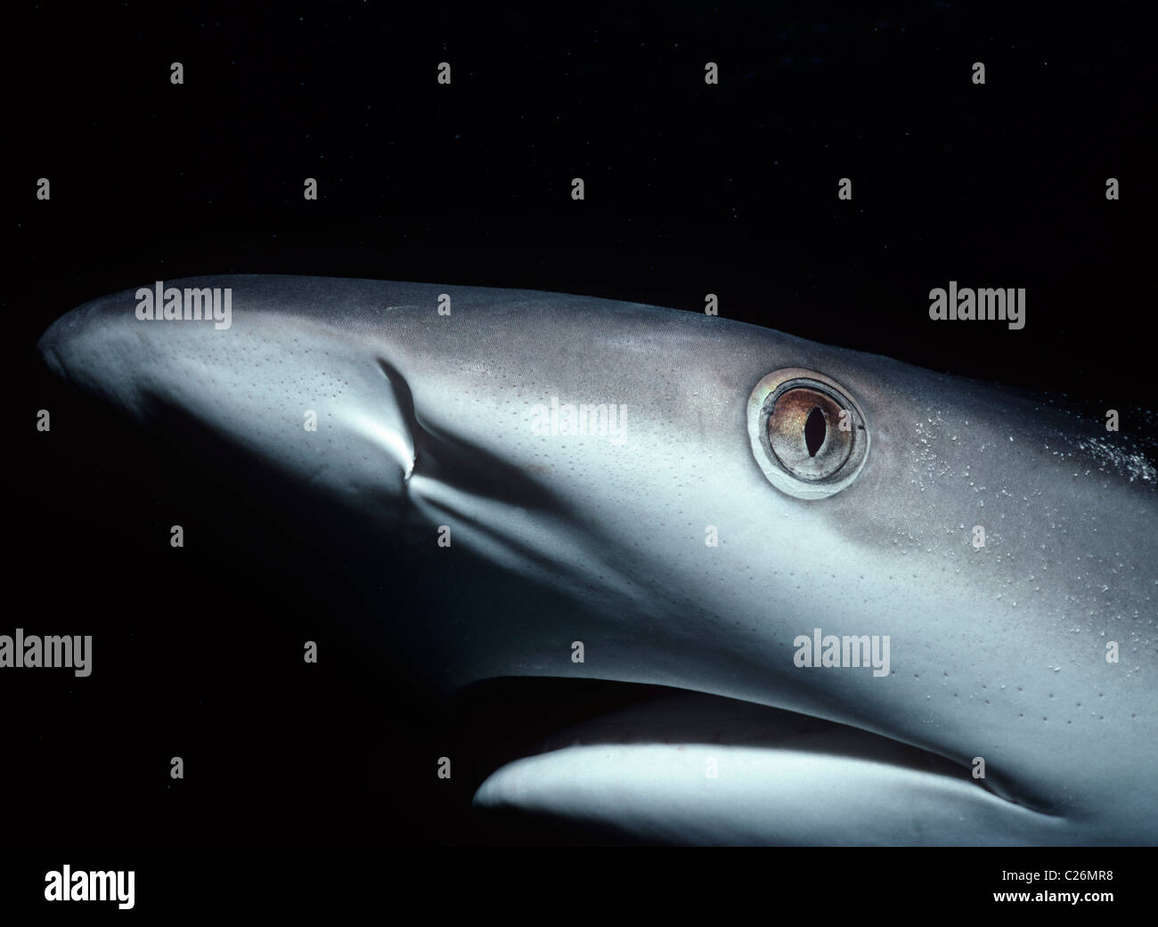 Requin à pointe blanche (Triaenodon obesus). Egypte - Mer Rouge Banque D'Images