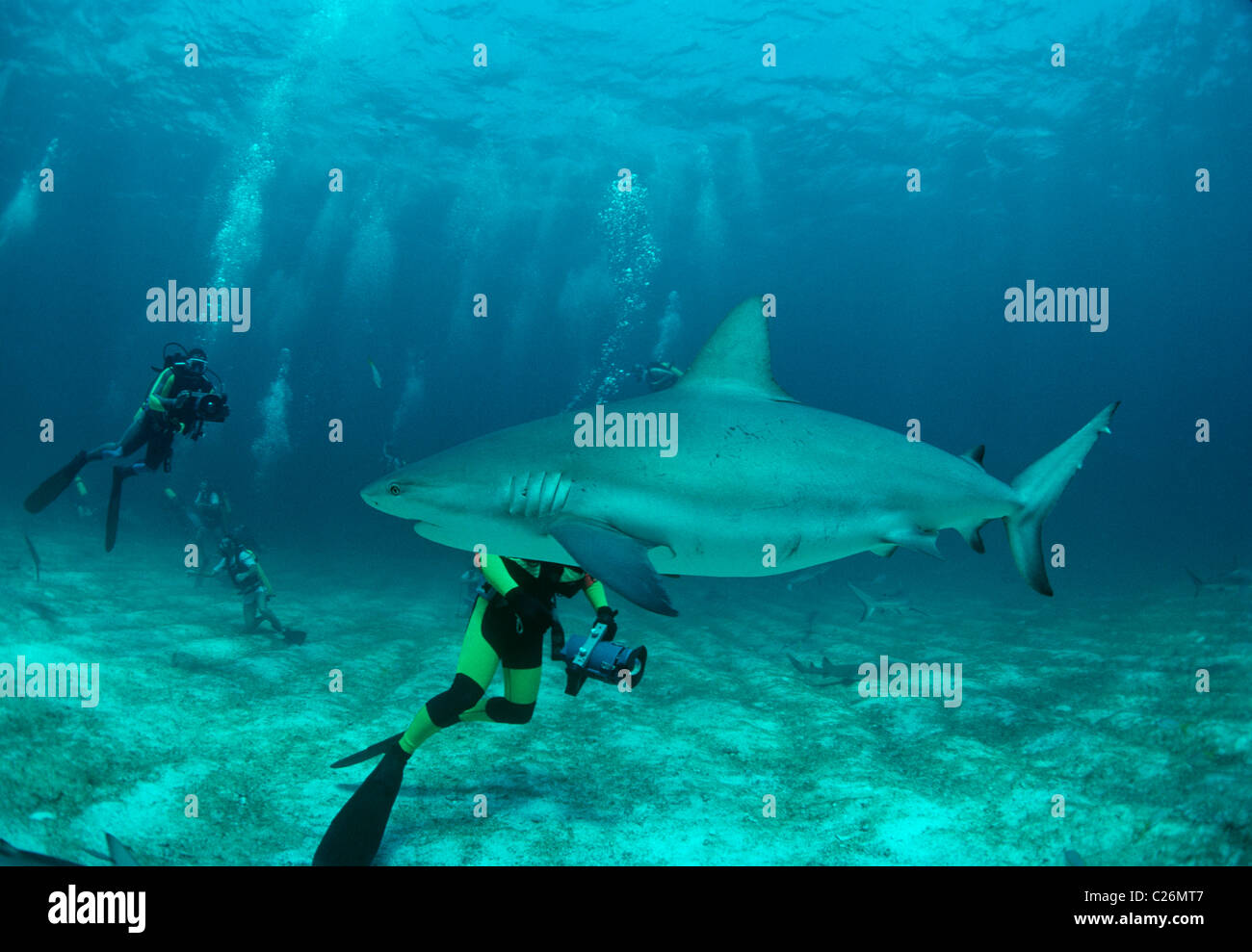 Les amateurs de plongée sous-marine photographie requin de récif des Caraïbes (Carcharhinus perezi). Walker's Cay, Bahamas. Mer des Caraïbes Banque D'Images