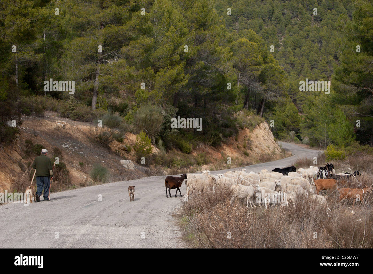 L'élevage de chèvres et de moutons shephered, Yeste, Castilla la Mancha, Espagne Banque D'Images