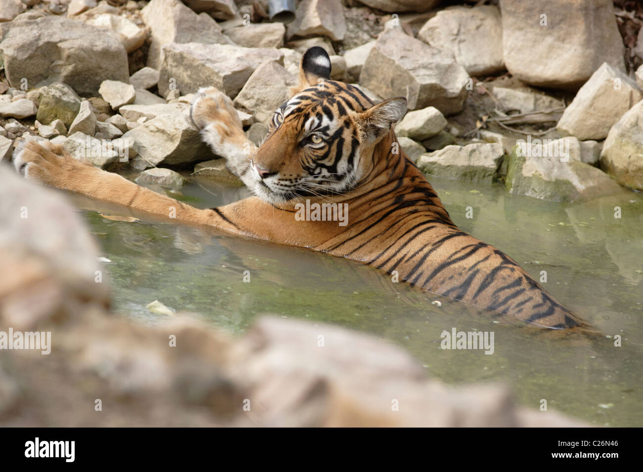 Un tigre du Bengale en étés de refroidissement dans un trou d'eau, à Ranthambore. ( Panthera tigris ) Banque D'Images
