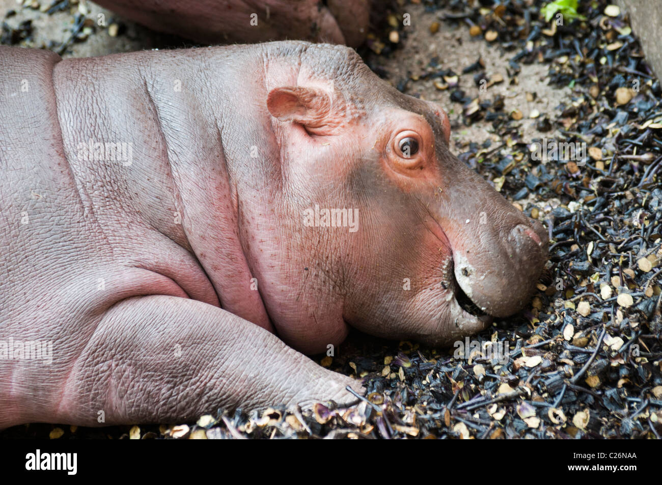 Bébé Hippopotame (Hippopotamus amphibius) Banque D'Images