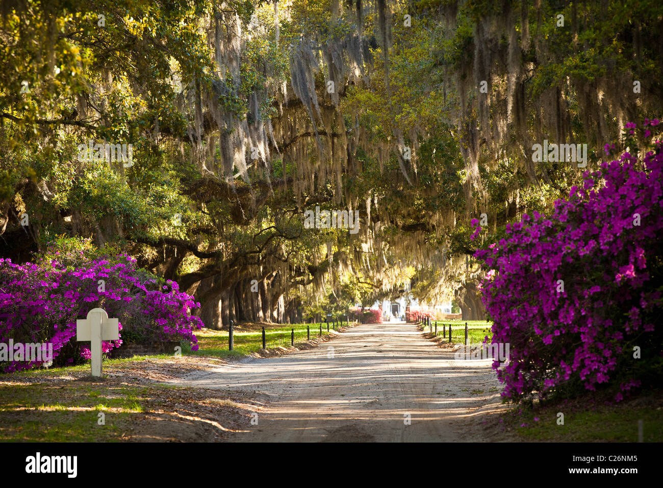 Avenue des chênes à Boone Hall Plantation à Charleston, SC. Banque D'Images