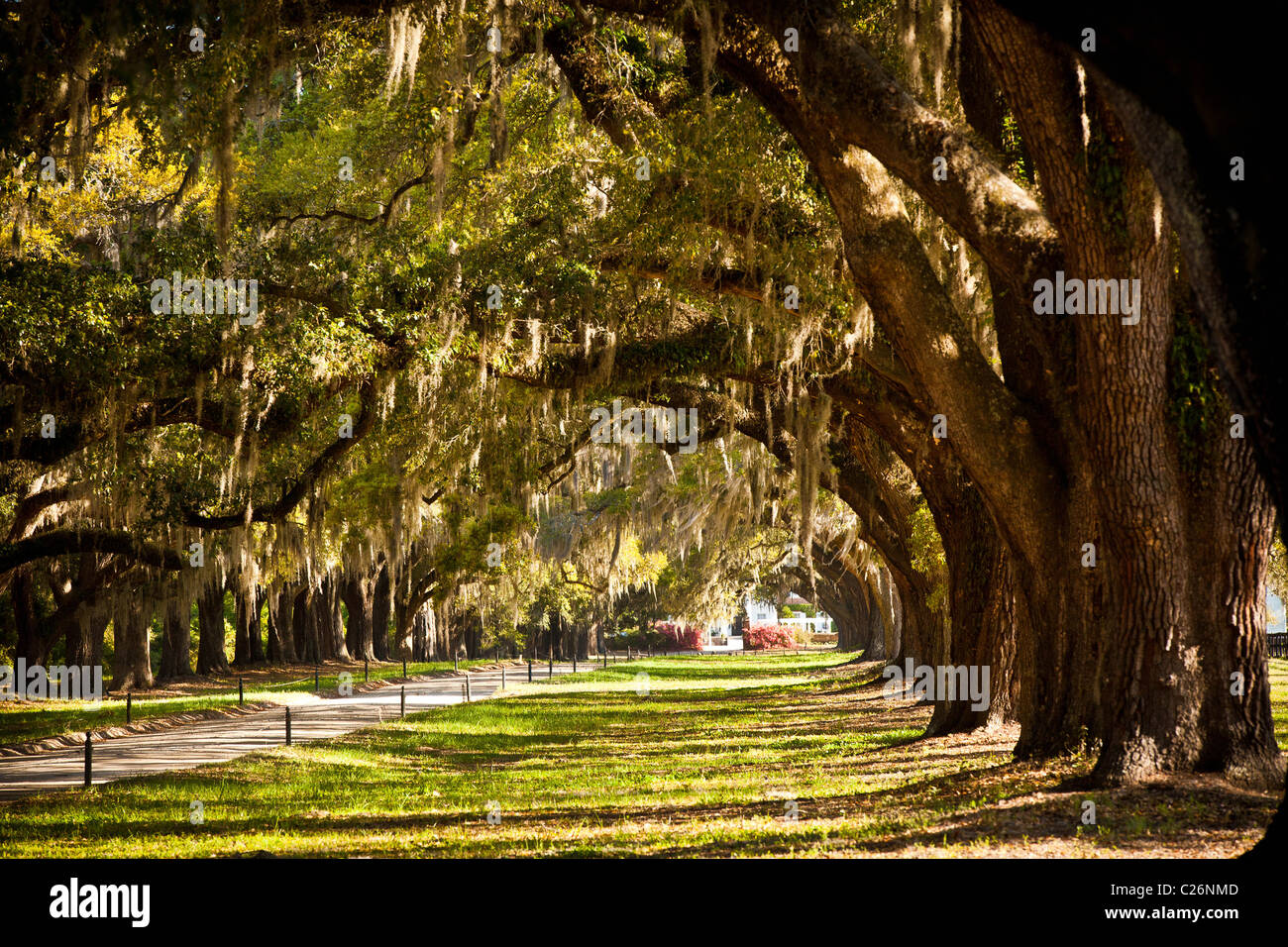 Avenue des chênes à Boone Hall Plantation à Charleston, SC. Banque D'Images