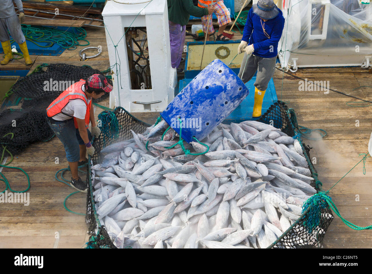 Elles sont déchargées de thon bateau de pêche, Manta, Equateur Banque D'Images