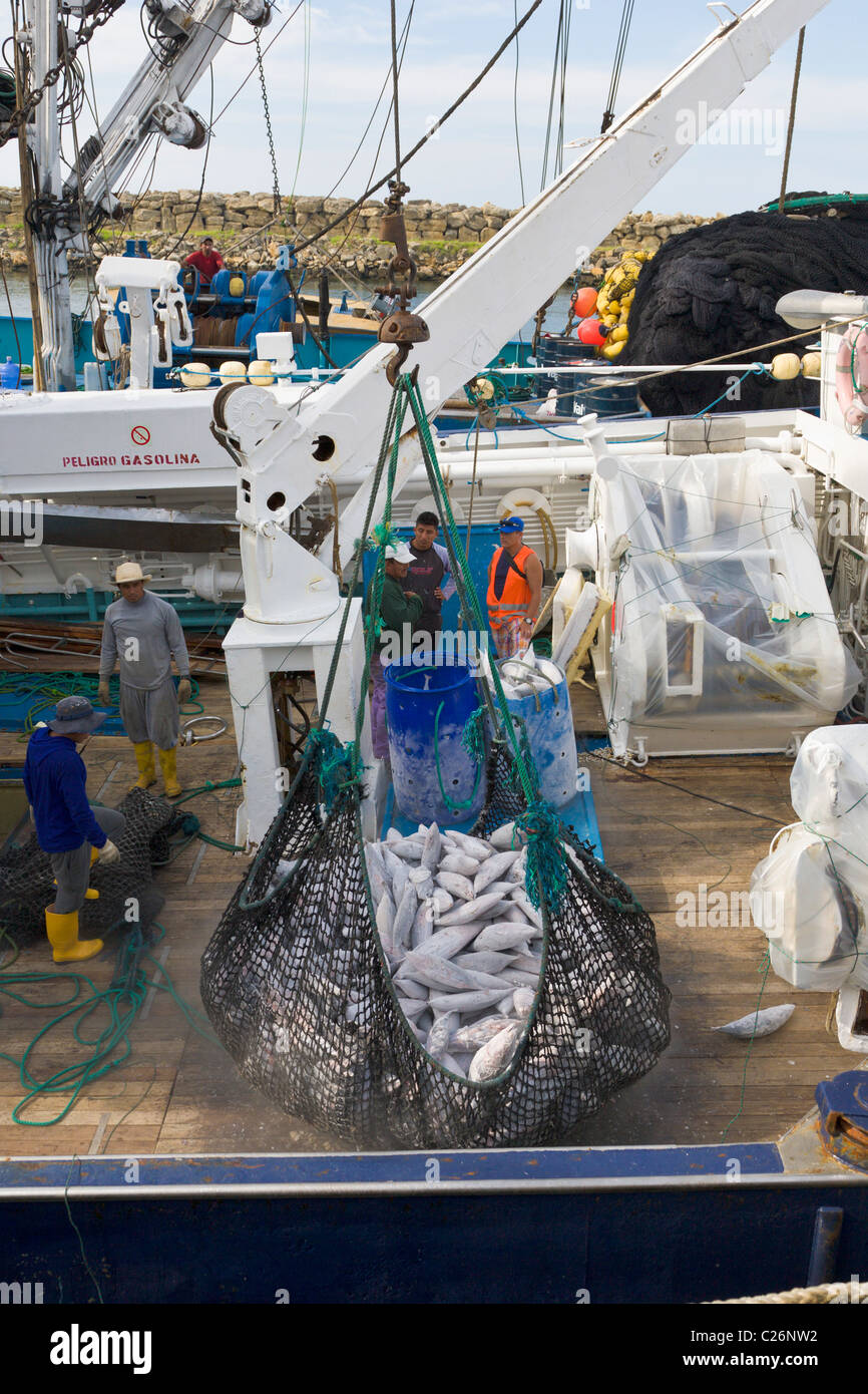 Elles sont déchargées de thon bateau de pêche, Manta, Equateur Banque D'Images