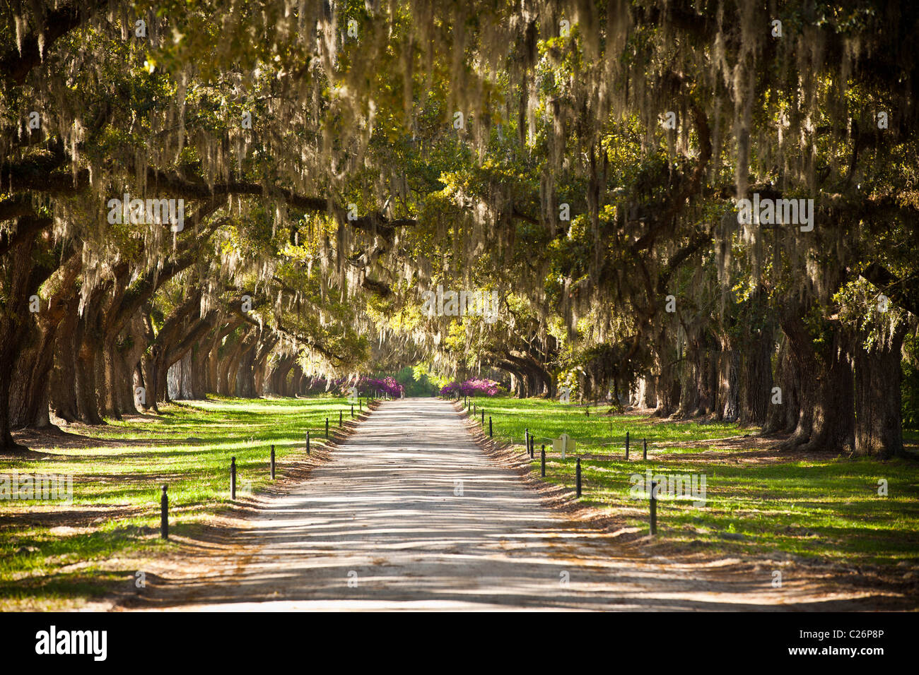Avenue des chênes à Boone Hall Plantation à Charleston, SC. Banque D'Images