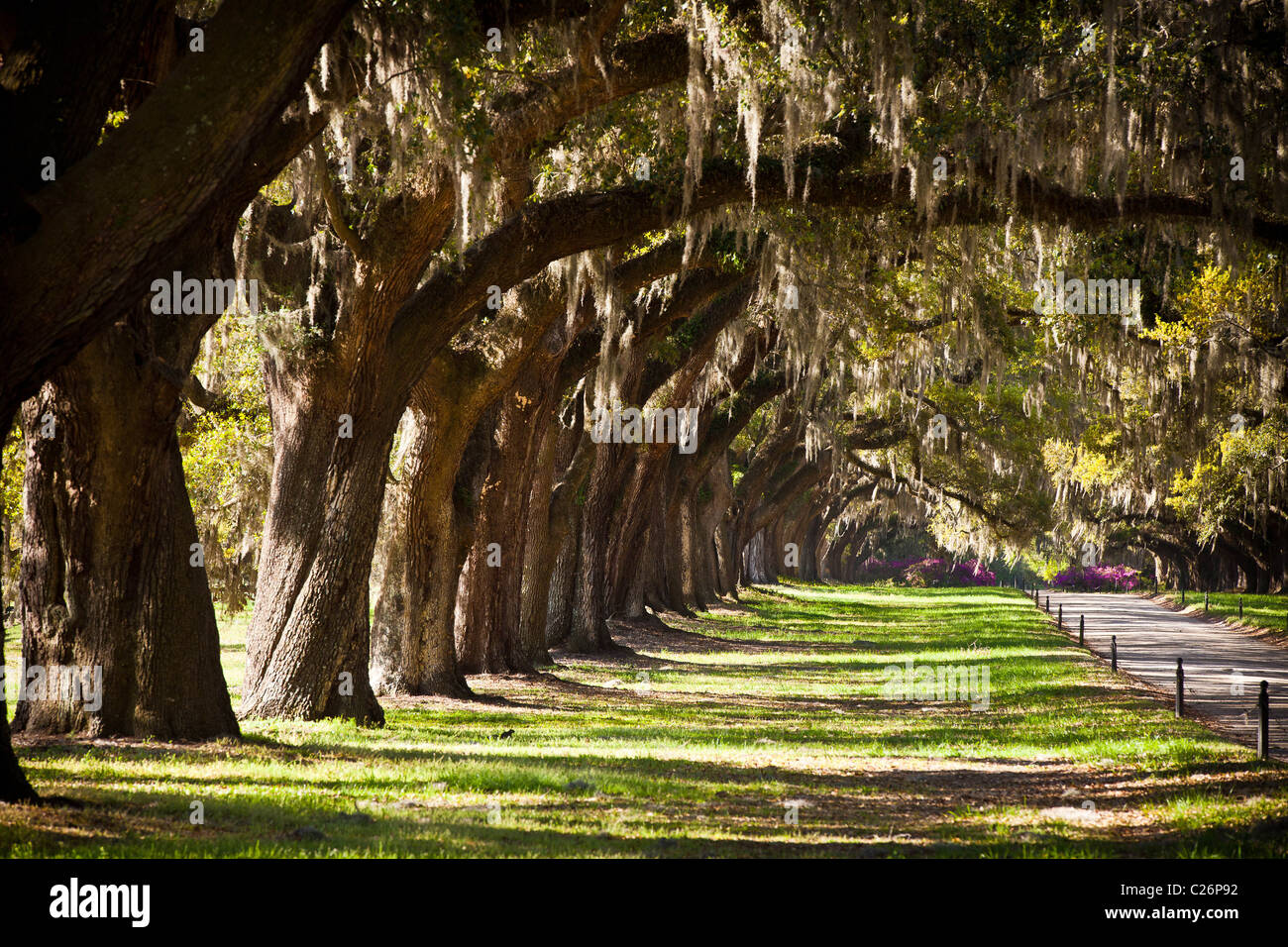 Avenue des chênes à Boone Hall Plantation à Charleston, SC. Banque D'Images