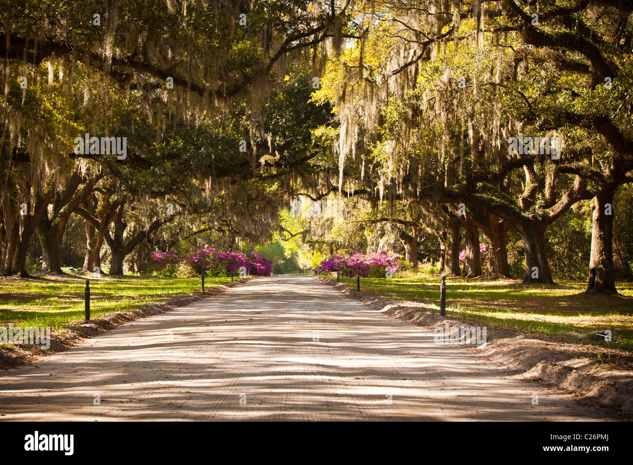 Avenue des chênes à Boone Hall Plantation à Charleston, SC. Banque D'Images