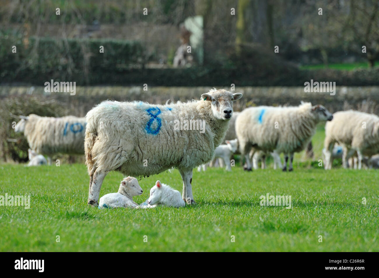 Les agnelles et agneaux dans un champ Banque D'Images