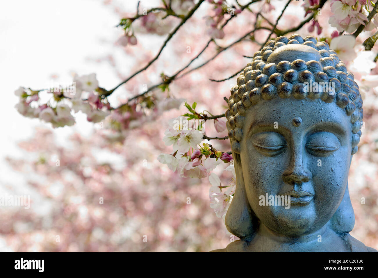 Bouddha zen méditer par les fleurs de cerisier arbres arrière-plan flou Banque D'Images
