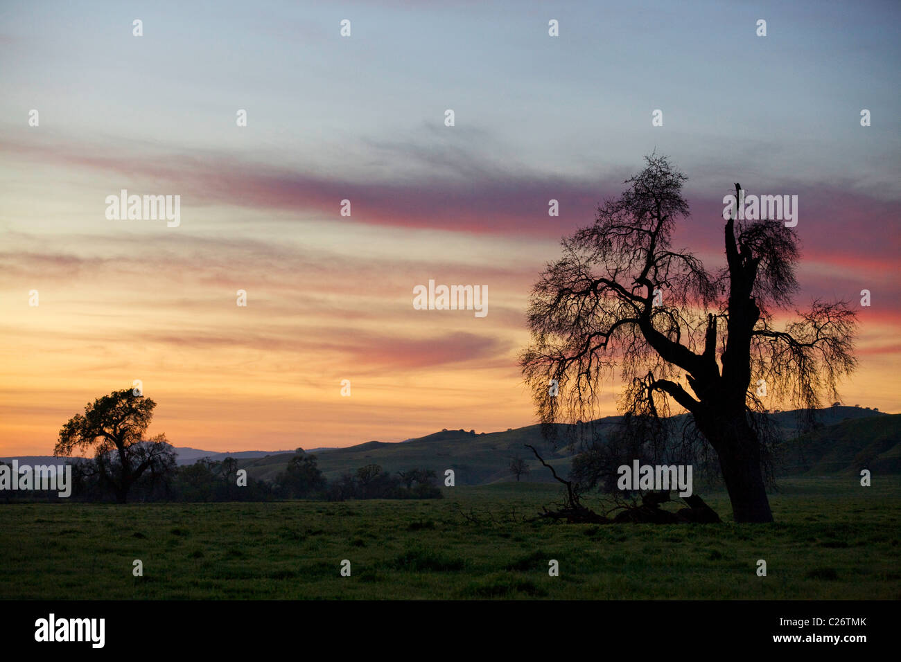 L'autre Live Oak (Quercus agrifolia arbres) en champ ouvert, éclairé par le coucher du soleil - California USA Banque D'Images