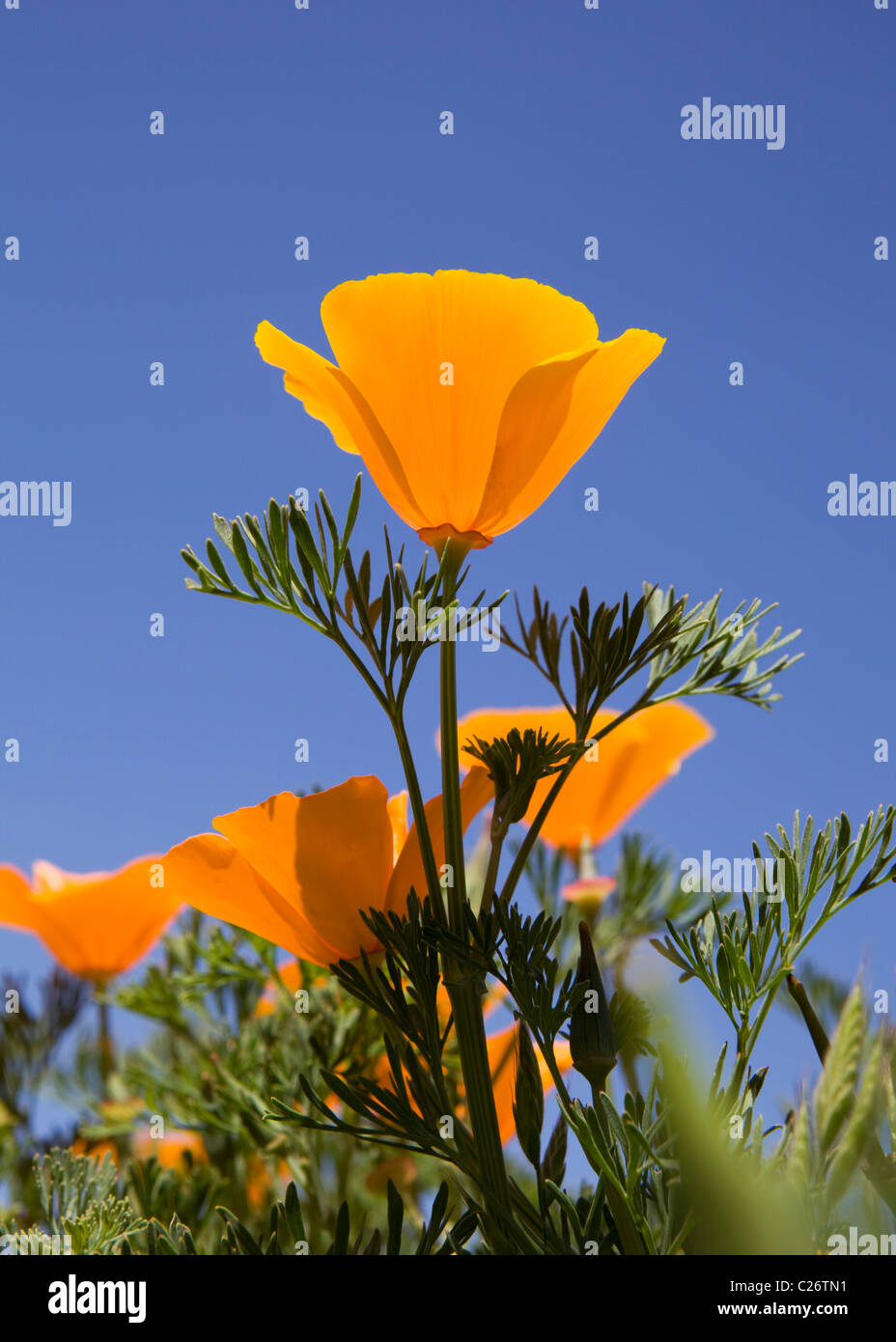 Un champ de coquelicots de Californie - Point Buchon Réserve marine de l'État et l'aire marine de conservation - California USA Banque D'Images