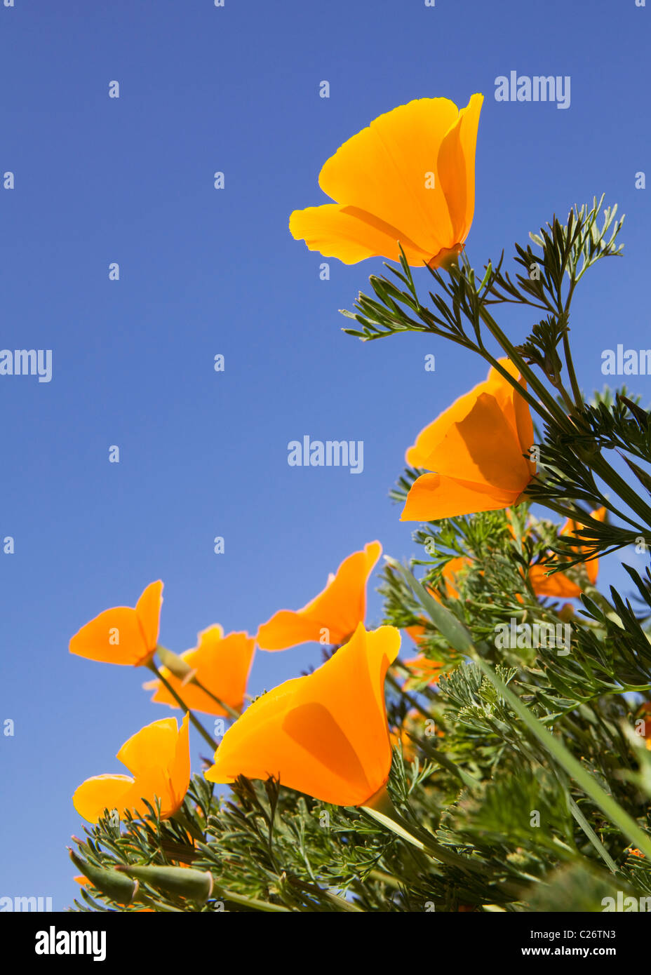Un champ de coquelicots de Californie - Point Buchon Réserve marine de l'État et l'aire marine de conservation - California USA Banque D'Images