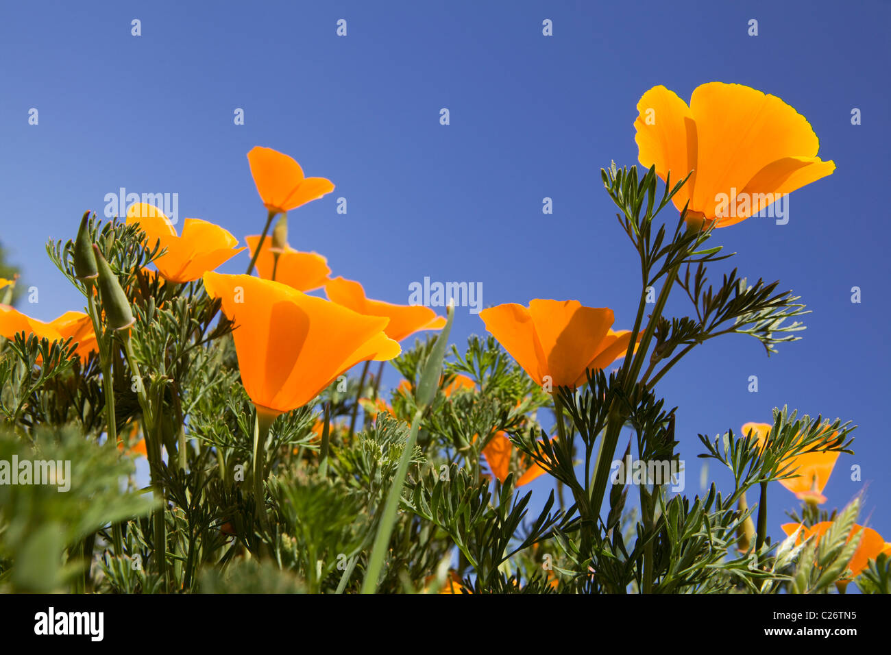 Un champ de coquelicots de Californie - Point Buchon Réserve marine de l'État et l'aire marine de conservation - California USA Banque D'Images