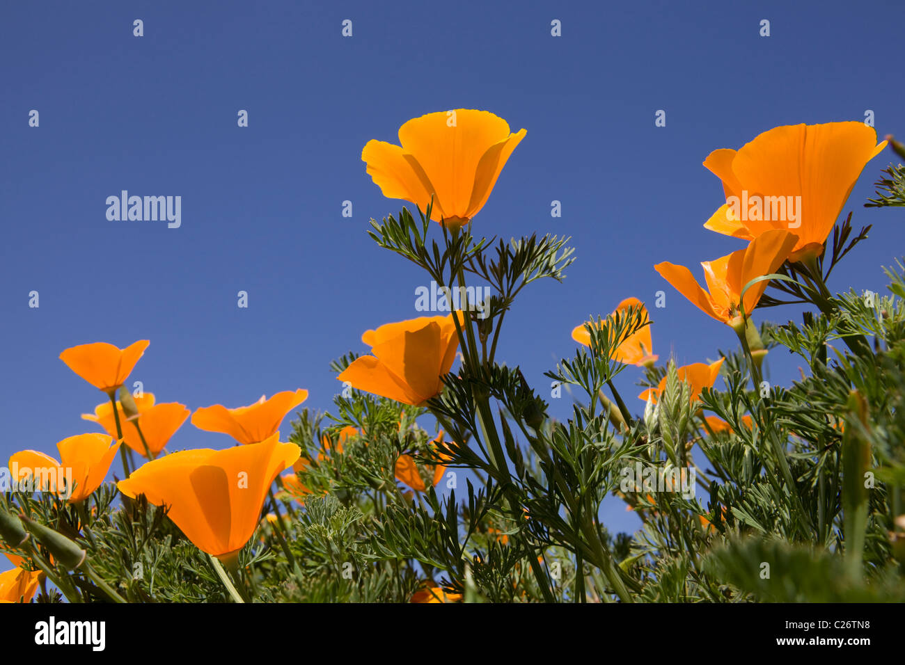 Un champ de coquelicots de Californie - Point Buchon Réserve marine de l'État et l'aire marine de conservation - California USA Banque D'Images
