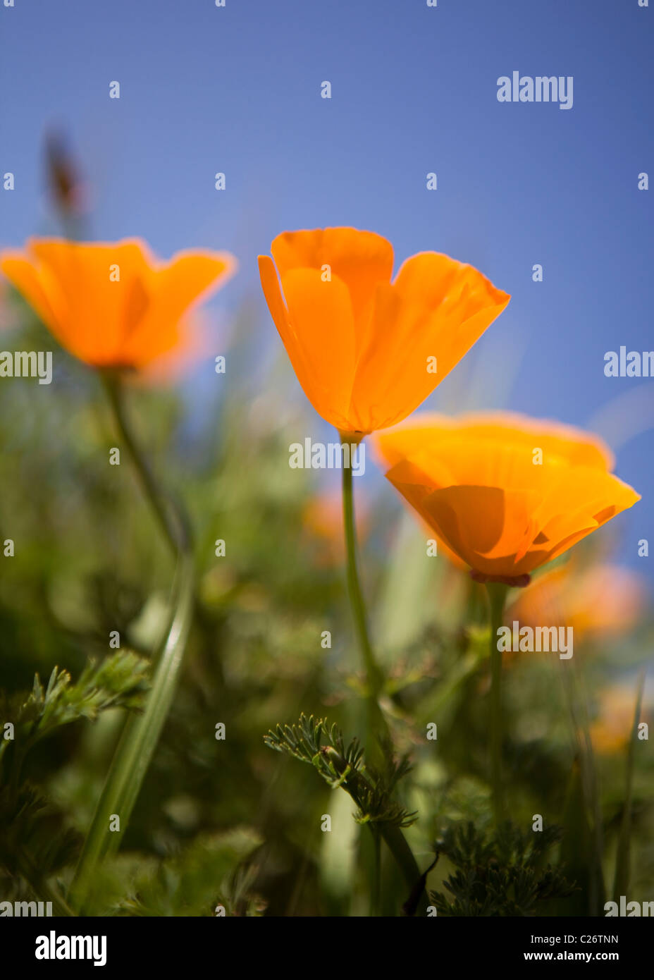 Un champ de coquelicots de Californie - Point Buchon Réserve marine de l'État et l'aire marine de conservation - California USA Banque D'Images