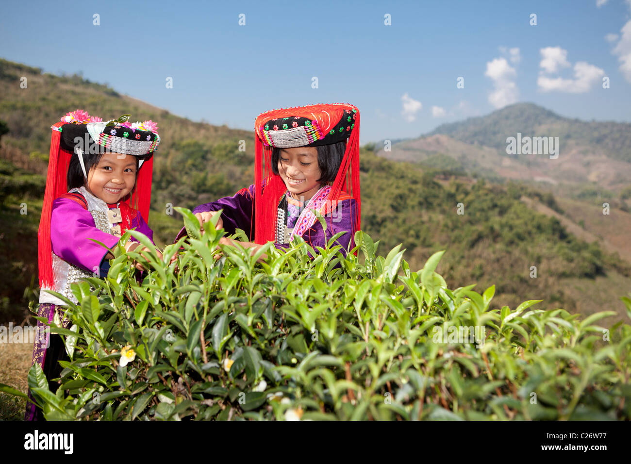 Tribus Lisu Hill pour prendre le thé vert feuille comme agissant, Ban Ko Hay, Mae Salong, Ching Rai, Thaïlande Banque D'Images